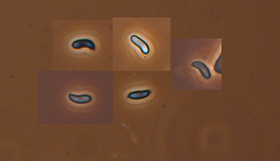 Penso a Ischnoderma benzoinum - foto 1871 (I. benzoinum)